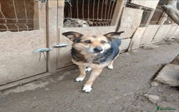 Mixed Breed dogs for adoption: Meet Lima, currently residing in North Wales - Image 6