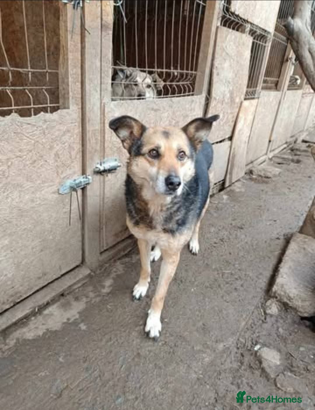Mixed Breed dogs for adoption: Meet Lima, currently residing in North Wales - Image 6