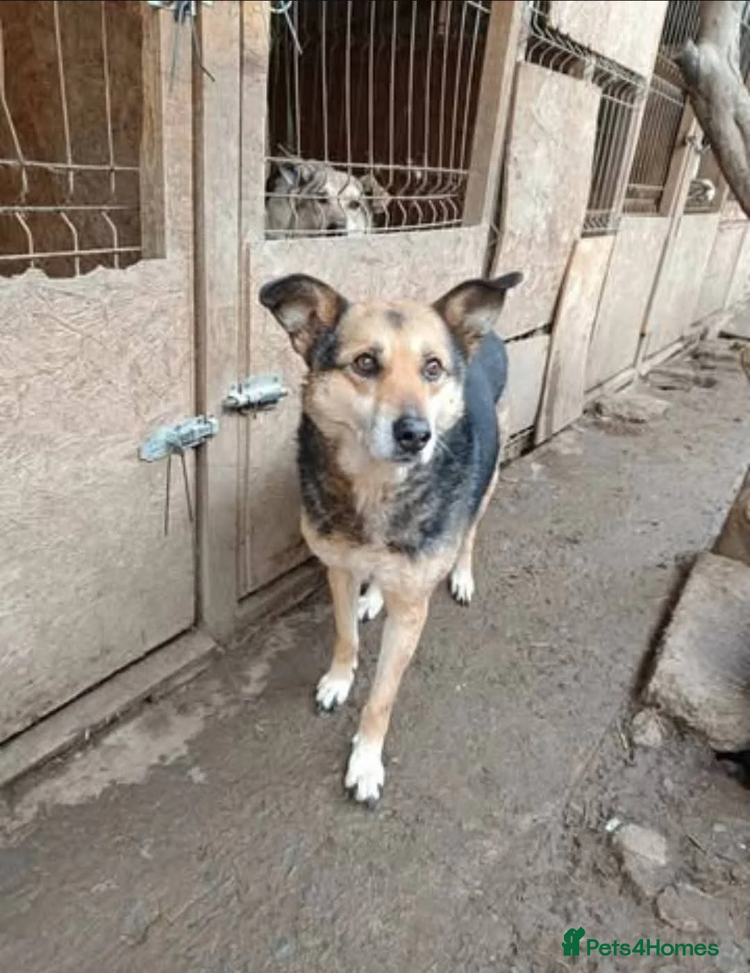 Mixed Breed dogs for adoption: Meet Lima, currently residing in North Wales - Advert 6