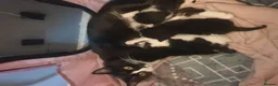 Mixed Breed cats for sale: 8 weeks kittens  in Liverpool - Advert 2