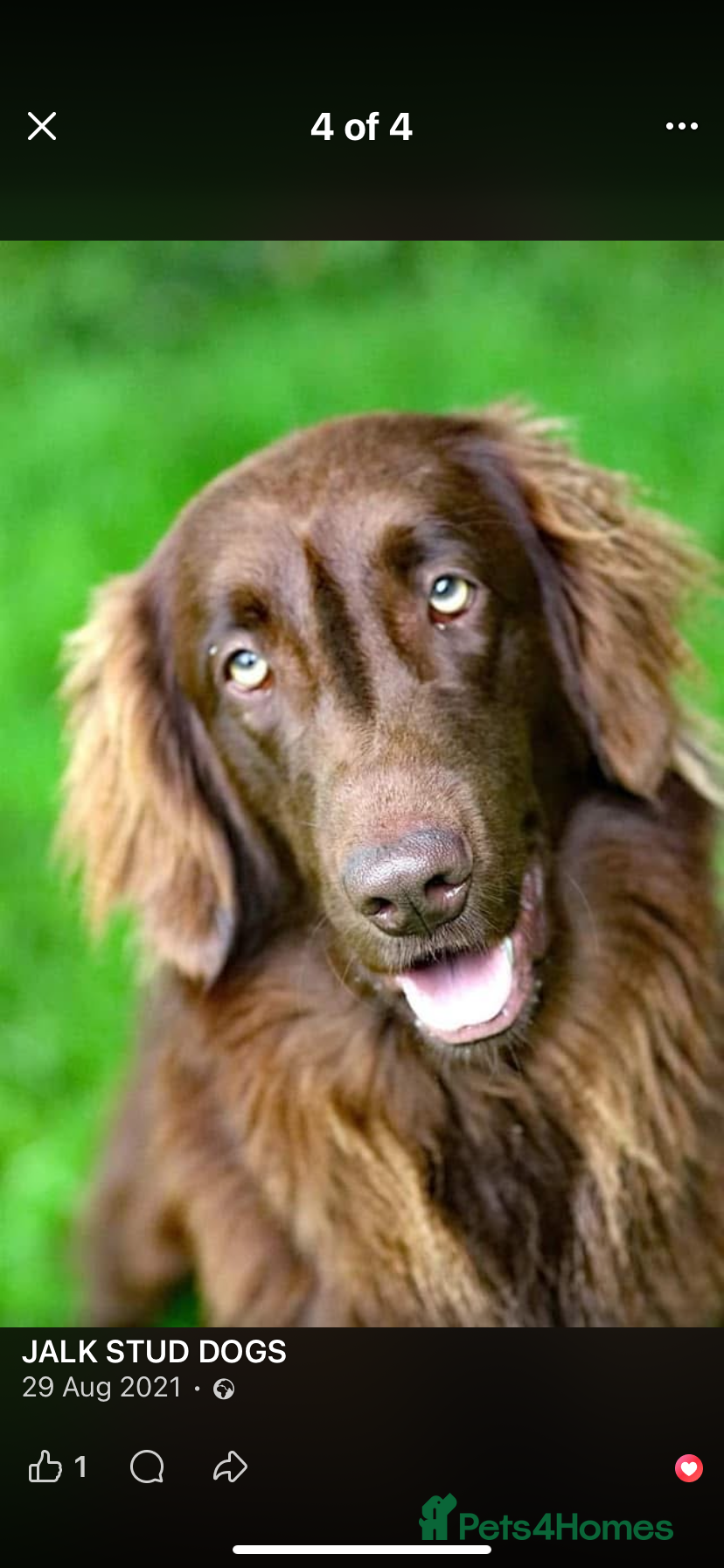 Flat coated Retriever dogs for sale: Adorable Flat Coated Retriever Puppies  - Advert 4