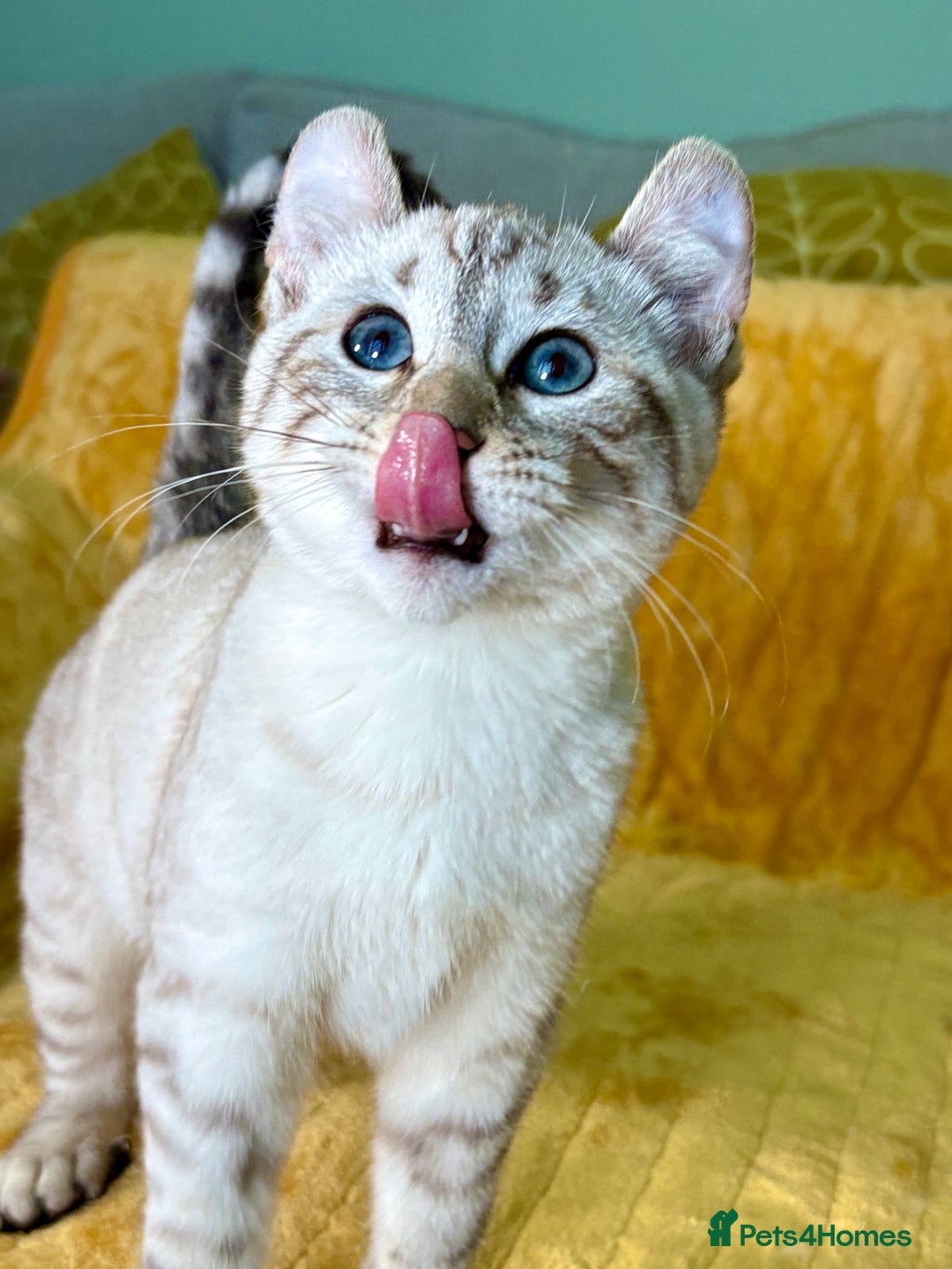 Keetso cats for sale: Superb polydactyl curled eared girl - Advert 7