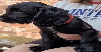 Cocker Spaniel dogs - Advert 3