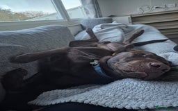 Labrador Retriever dogs for stud: Chocolate labrador for stud  in Loughborough - Image 4