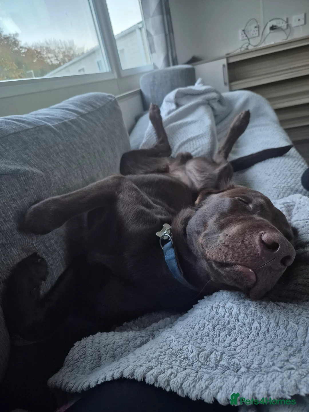 Labrador Retriever dogs for stud: Chocolate labrador for stud  in Loughborough - Advert 4