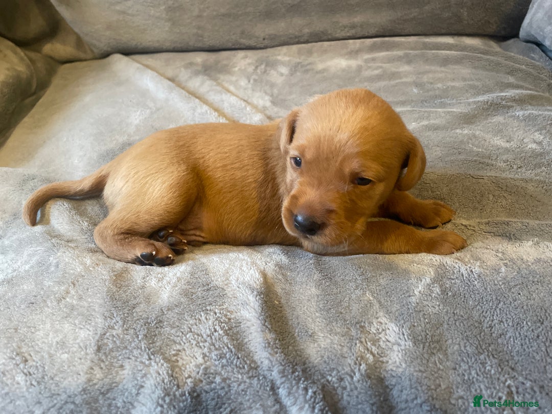 Labradoodle dogs for sale: F1b labradoodle puppies - Advert 25