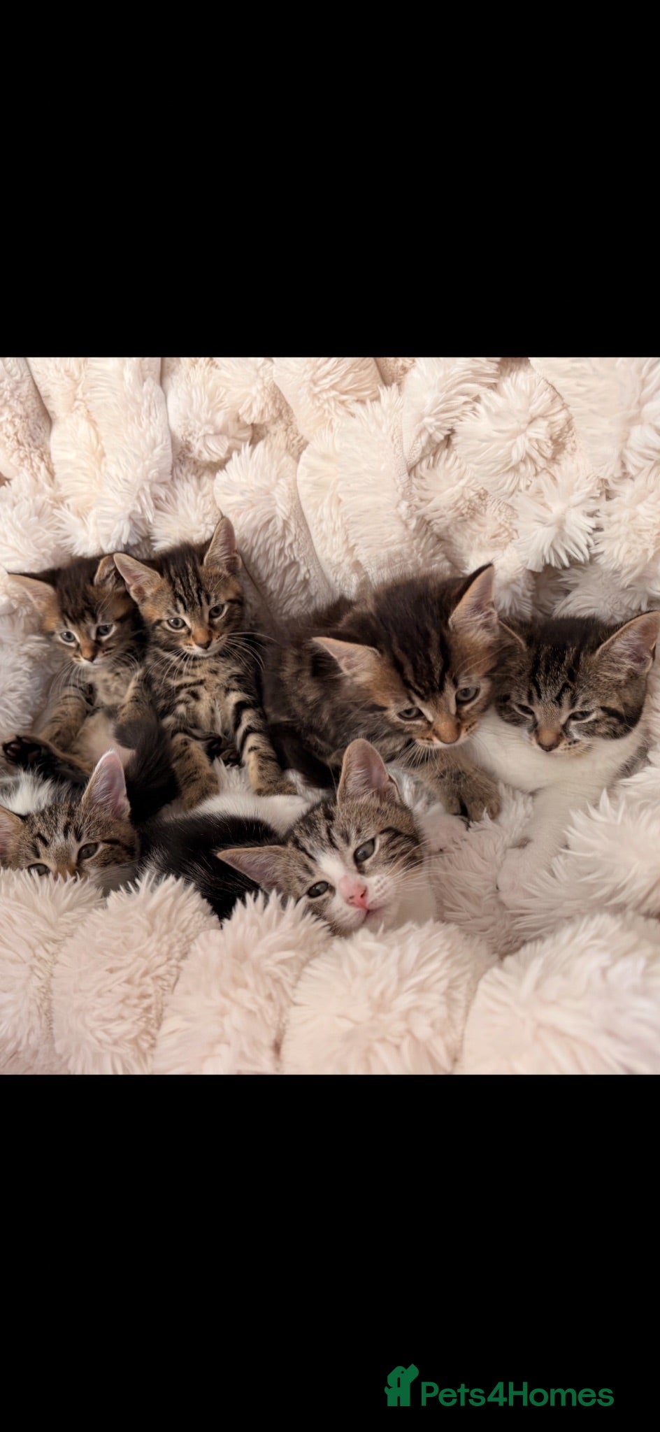 Mixed Breed cats  Ready to go now!  7 beautiful kittens  - Advert 6