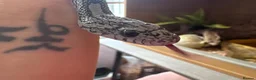 Corn Snake reptiles for sale: Gorgeous Cinder Corn Snake and full set up in Andover - Advert 3