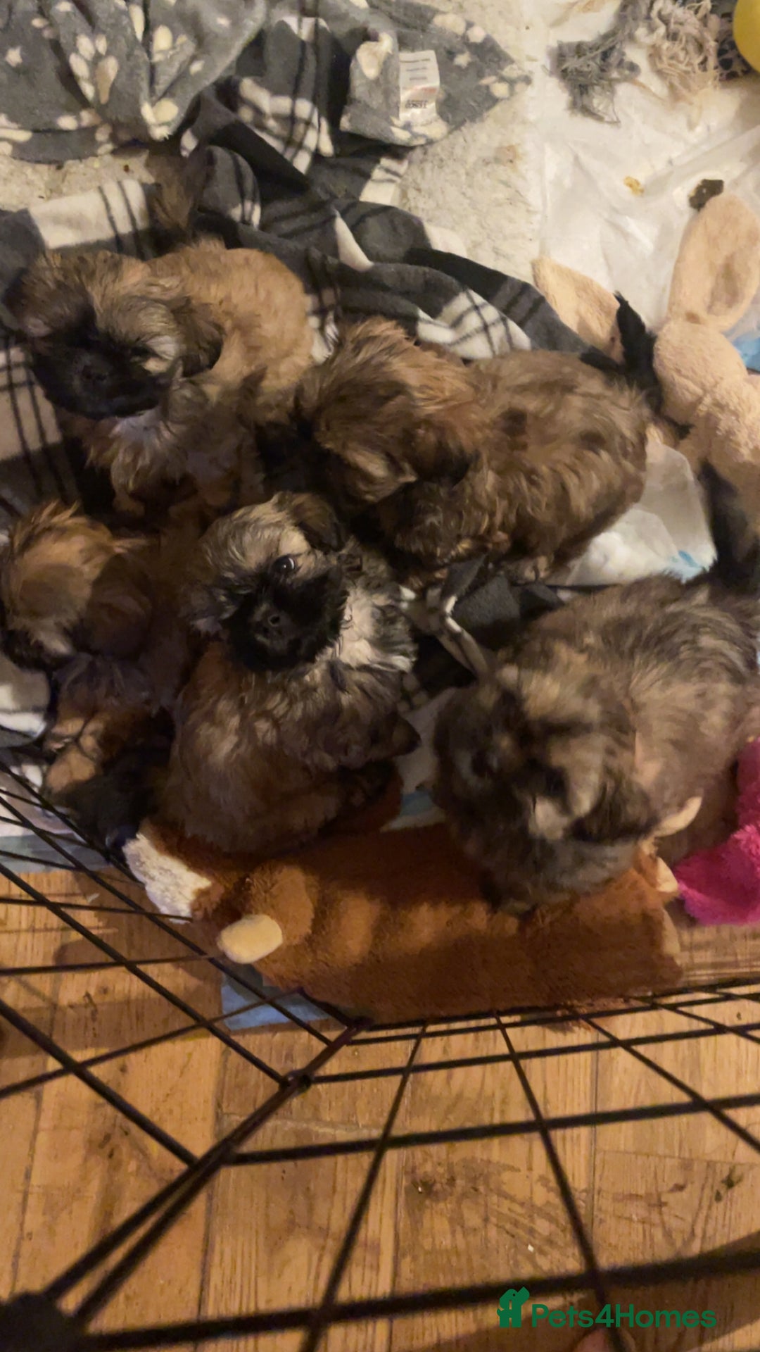 Shih Tzu dogs for sale: 6 week old Shih tzu puppies  - Advert 1