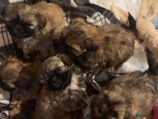 Shih Tzu dogs 6 week old Shih tzu puppies - Advert 1