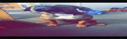 Presa Canario dogs for sale: Bonnie 4 yr old presa canario  in Llanelli - Advert 12