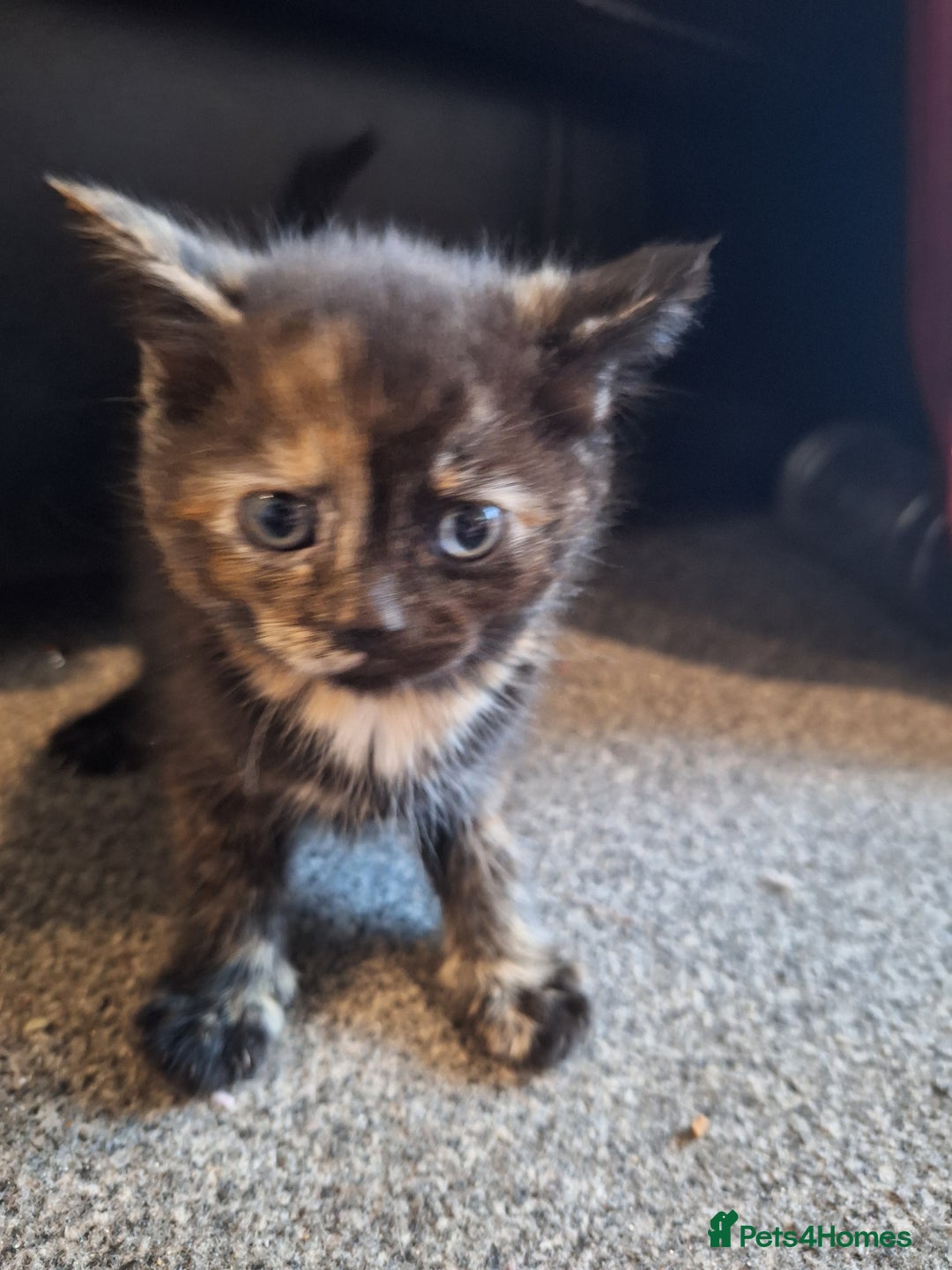 Mixed Breed cats for sale: Mix breed kittens, 1/4 ragdoll  - Advert 23