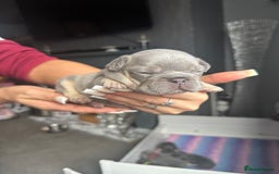 French Bulldog dogs for sale: 2 litters available from Natk9 clinic *JESUS PUPS* - Image 11