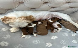 Lhasa Apso dogs for sale: Beautiful Lhasa apso puppies 🐶  - Image 15