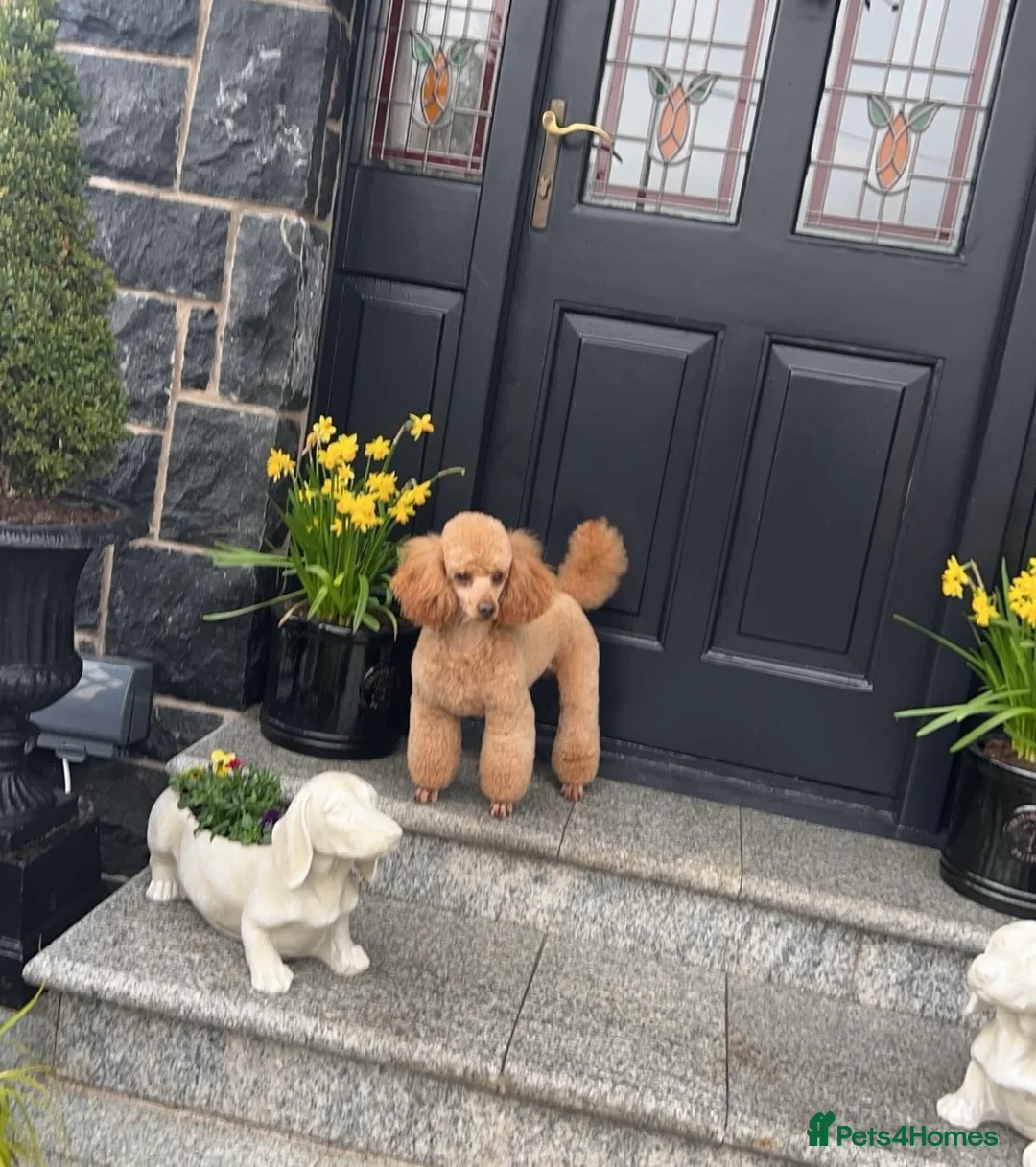 Mixed Breed dogs for sale: Italian greyhound x toy poodle  - Advert 7