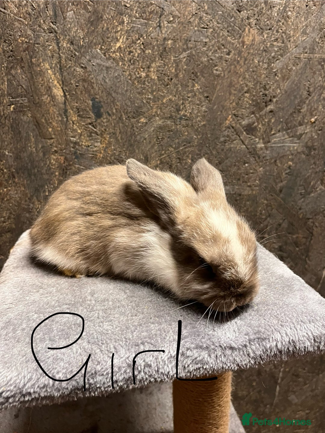Mini Lop rabbits for sale: Mini lop  - Advert 2