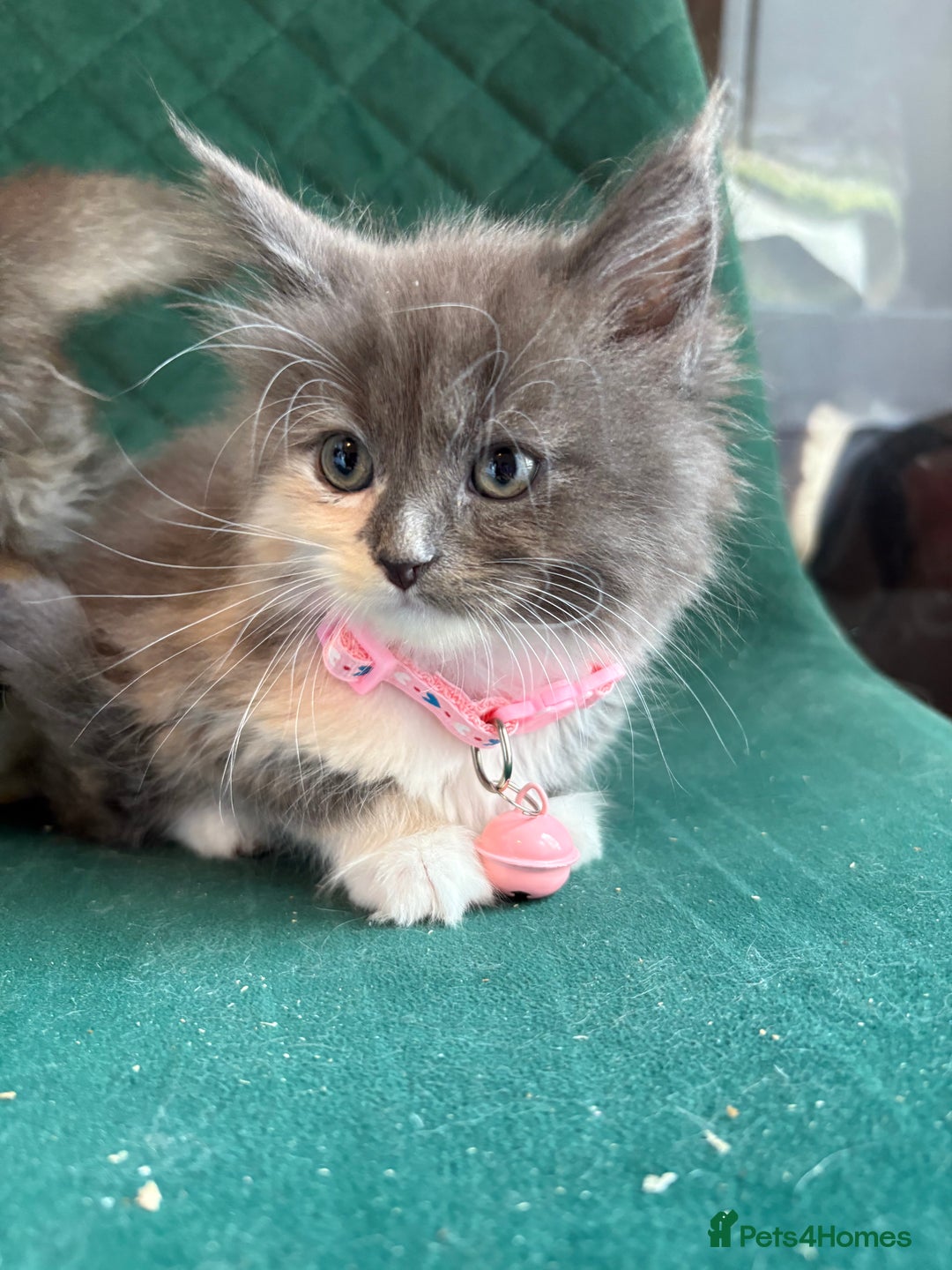 Maine Coon cats for sale: Maincoon X Ragdoll last female kitty - Image 6