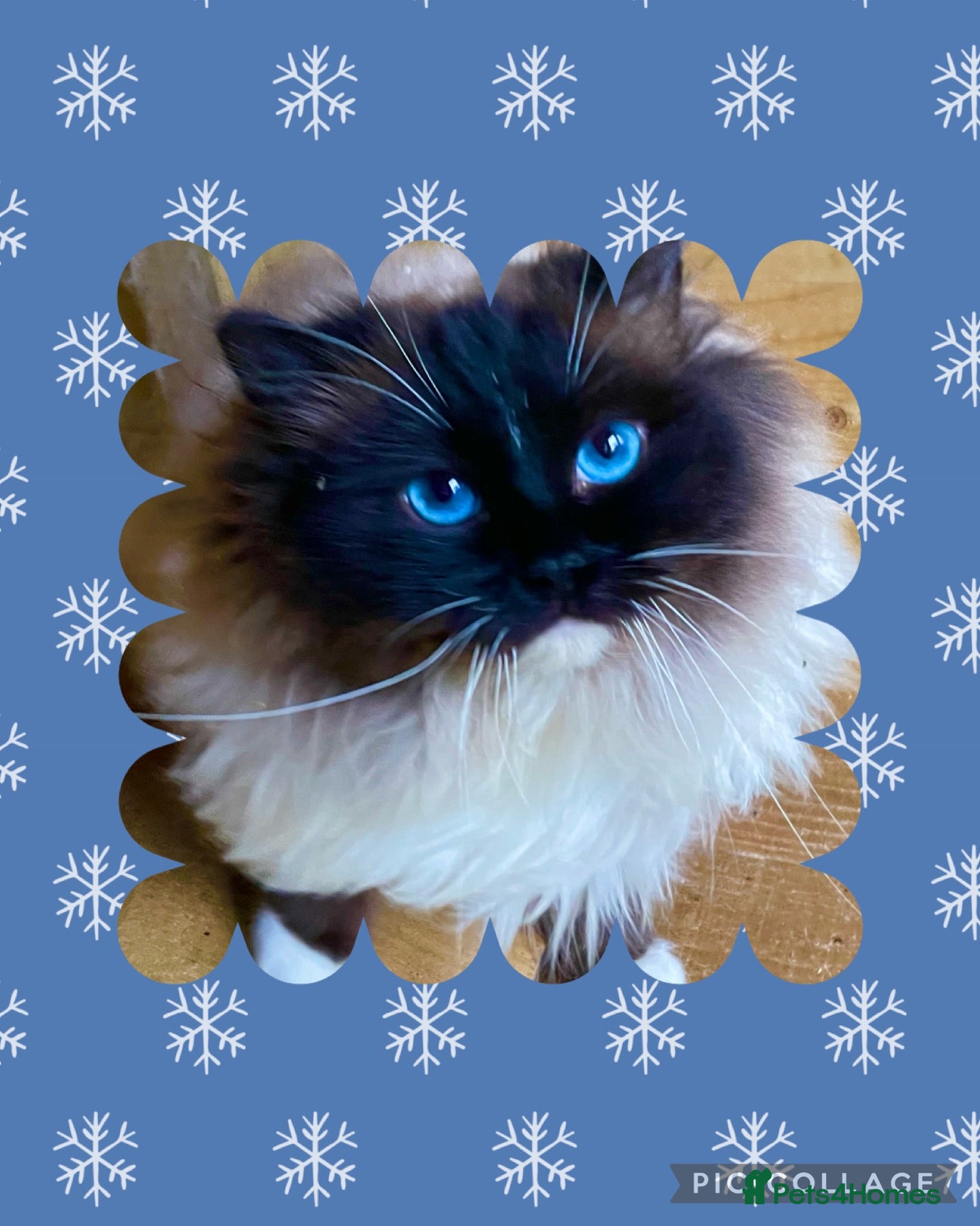 Ragdoll cats Active stud available GCCF  - Advert 1