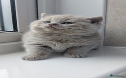 British Shorthair cats for sale: Best quality Gccf registered lilac kittens  - Image 10