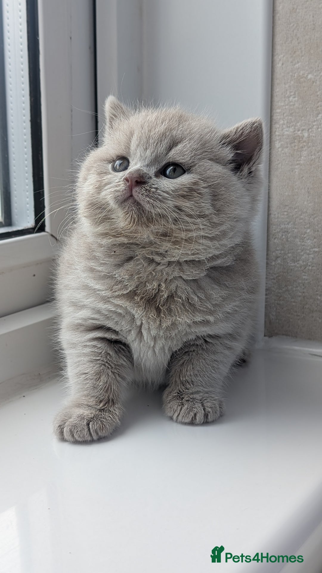 British Shorthair cats for sale: Best quality Gccf registered lilac kittens  - Image 10