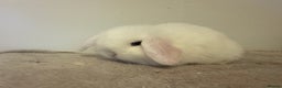 Mini Lop rabbits for sale: Pure mini lops rabbits ready end of December  - Advert 4