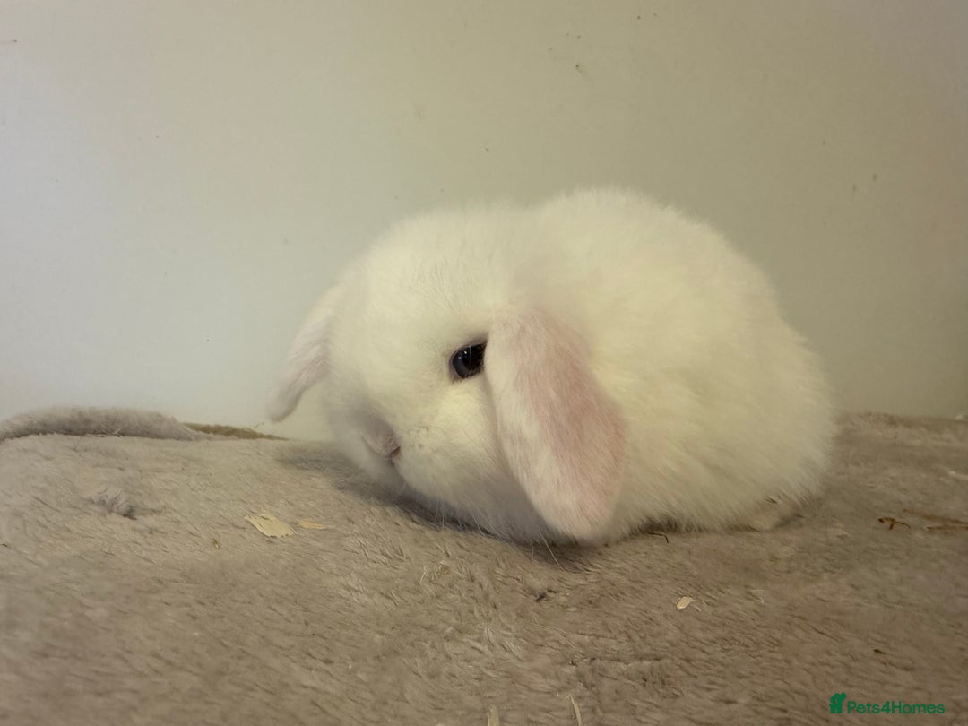 Mini Lop rabbits for sale: Pure mini lops rabbits ready end of December  - Advert 4
