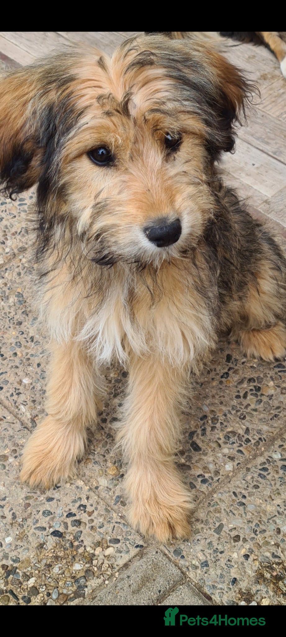Mixed Breed dogs for adoption: Buttons.  female small breed - Advert 4