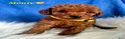 Cavapoo dogs for sale: F1B CAVAPOO PUPPIES EXTENSIVELY DNA HEALTH TESTED  - Advert 21