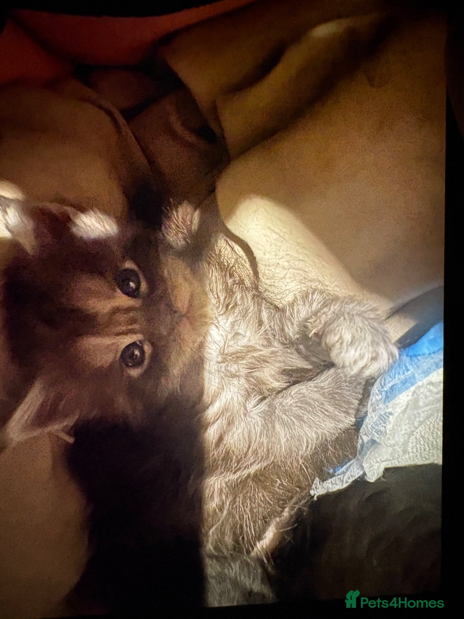 Maine Coon cats for sale: Silver/black tabby maine coon kittens  - Advert 2