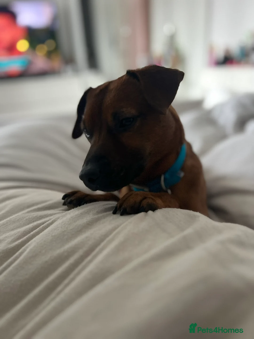 Patterdale Terrier dogs for stud: Ralph the Red Patterdale Terrier in Winchester - Advert 2