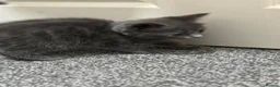 British Shorthair cats for sale: Kitten British shorthair  - Advert 3