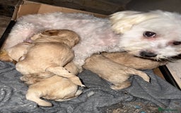 Maltipoo dogs for sale: Maltipoo  - Image 3