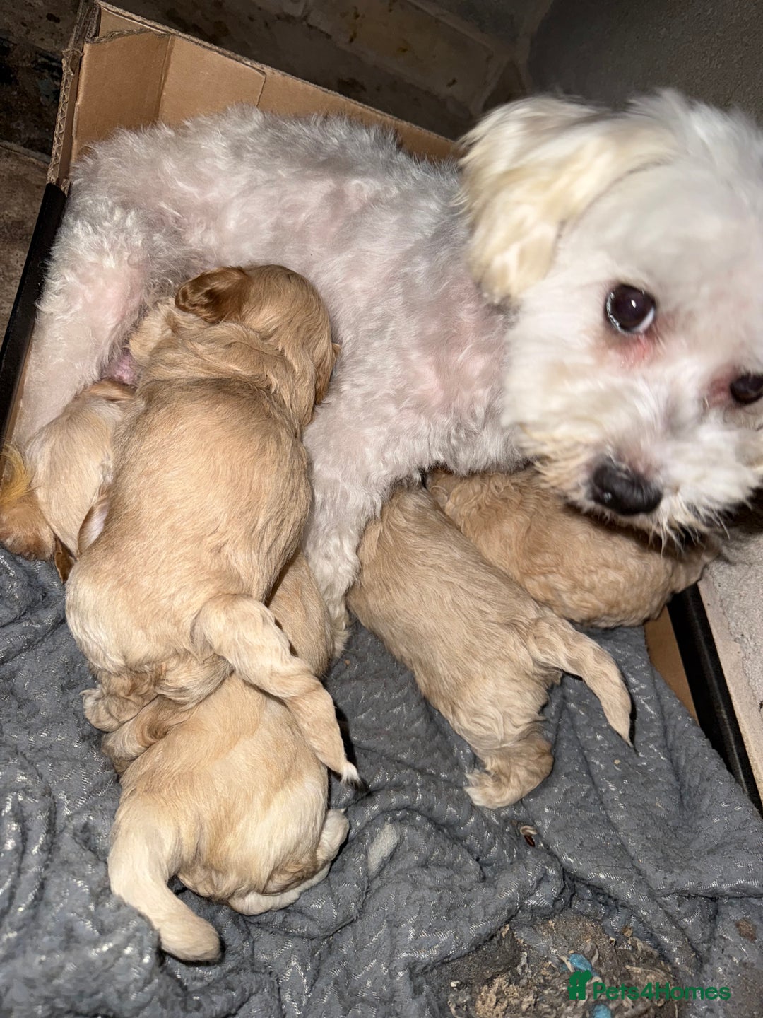 Maltipoo dogs for sale: Maltipoo  - Image 3