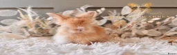 Angora rabbits for sale: BEAUTIFUL LITTER OF ANGORAS - Advert 20