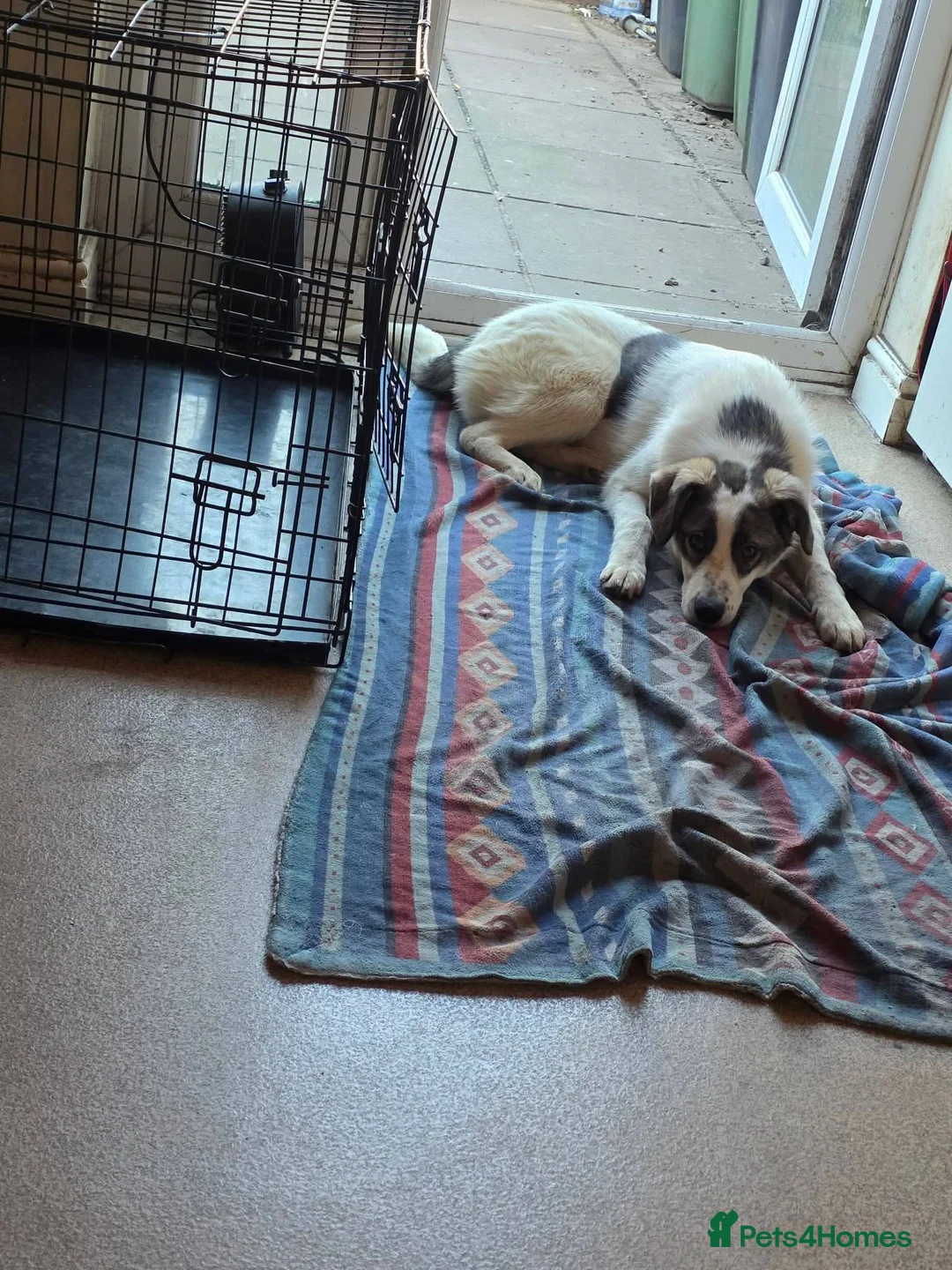Mixed Breed dogs for adoption: Meet Moon beam, currently residing in Norfolk in King's Lynn - Advert 4