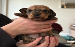Miniature Dachshund dogs for sale: Supreme KC Miniature Wirehaired Dachshunds! - Advert 5
