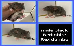 Rat rodents for sale: Adorable Dumbo Baby Rats ❤️ - Image 3
