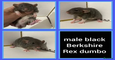 Rat rodents - Advert 6