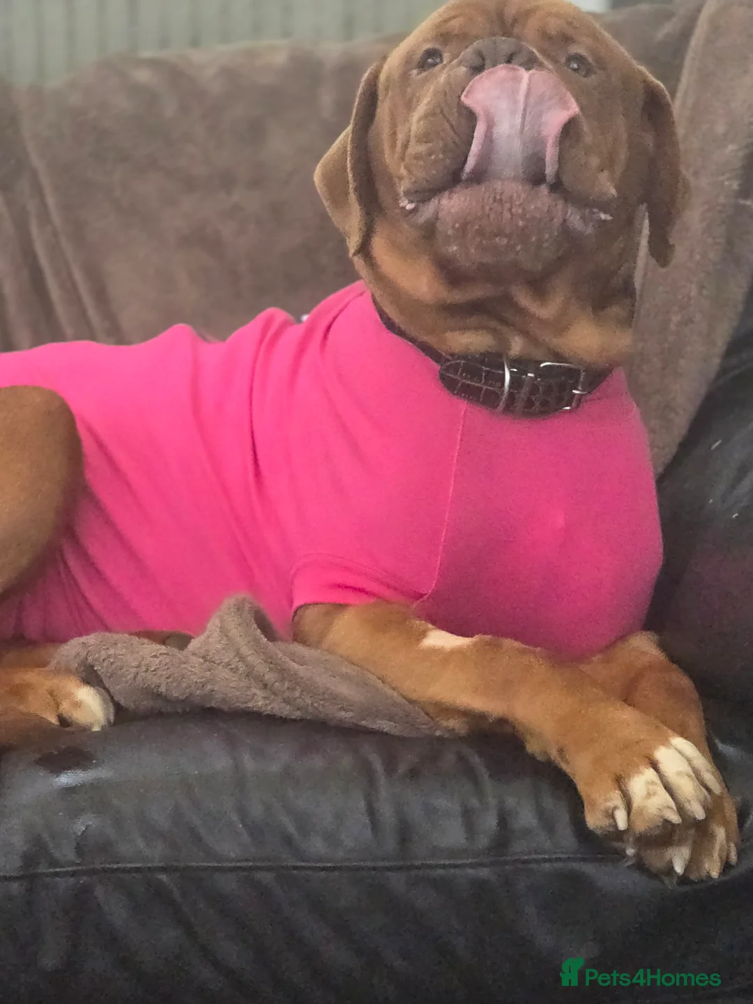 Dogue De Bordeaux dogs for sale: 3 year old female dogue de bordeaux  - Advert 6