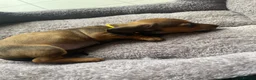 Miniature Dachshund dogs for sale: Miniature dachshund 3 boys 5 girls - Advert 36