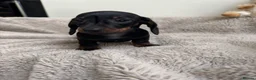 Miniature Dachshund dogs for sale: Miniature dachshund  - Advert 8