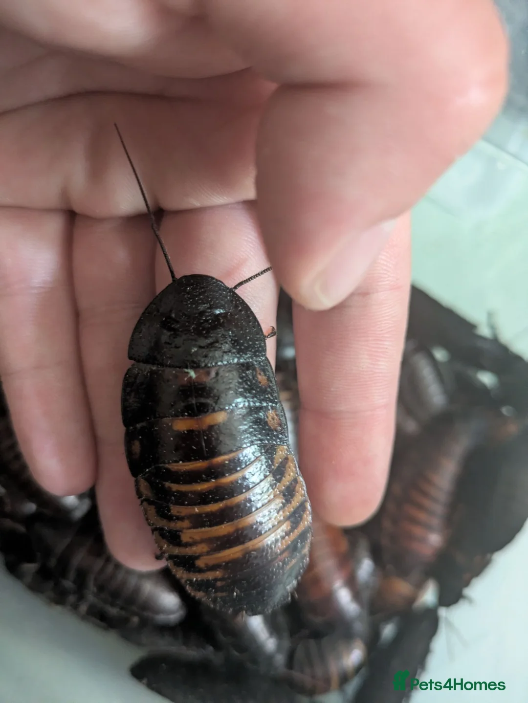 Cockroaches invertebrates for sale: Madagscan hissing cockroaches  in Newcastle - Advert 2