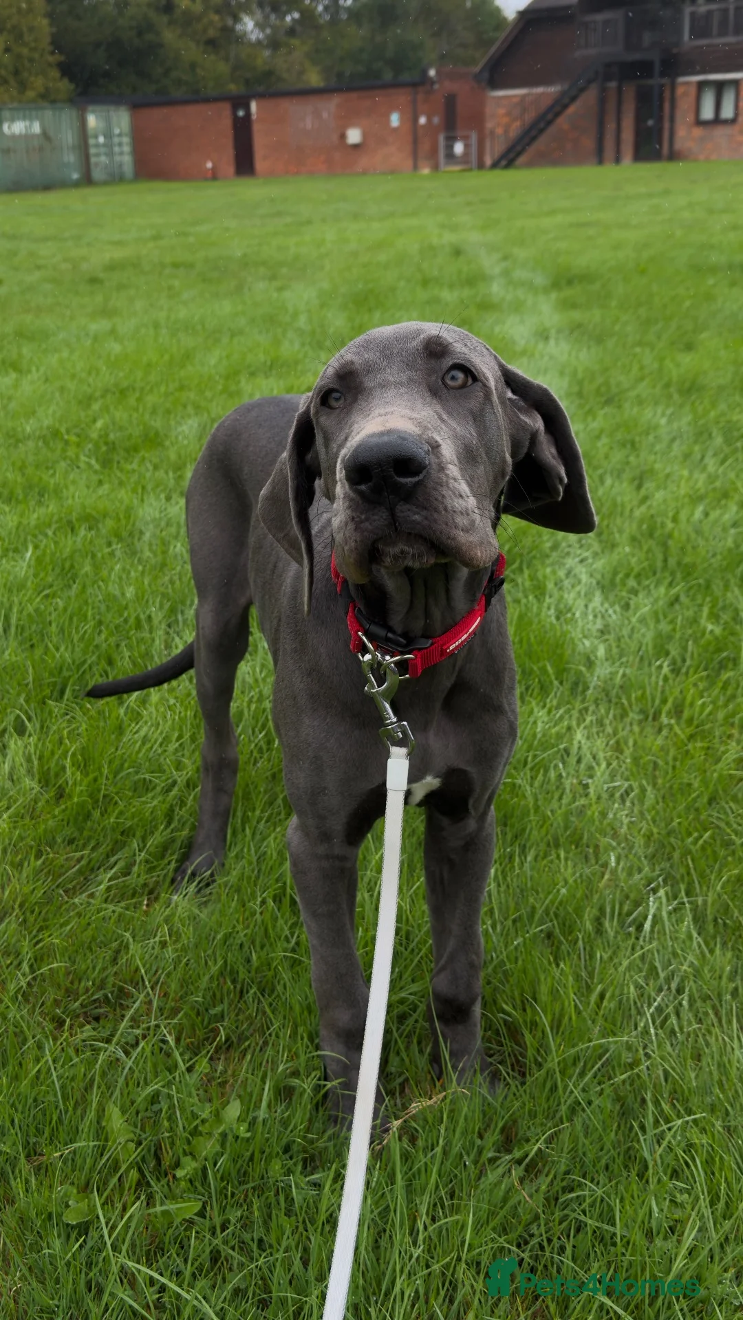 Great Dane dogs for sale: Gorgeous Great Dane for Rehome - Advert 1