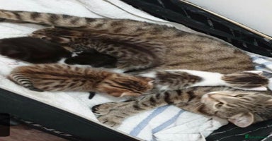 Mixed Breed cats - Advert 6