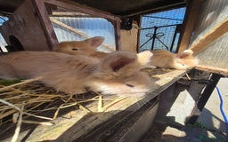 Angora rabbits for sale: Gorgeous Pedigree Full Faced Angora  - Image 17