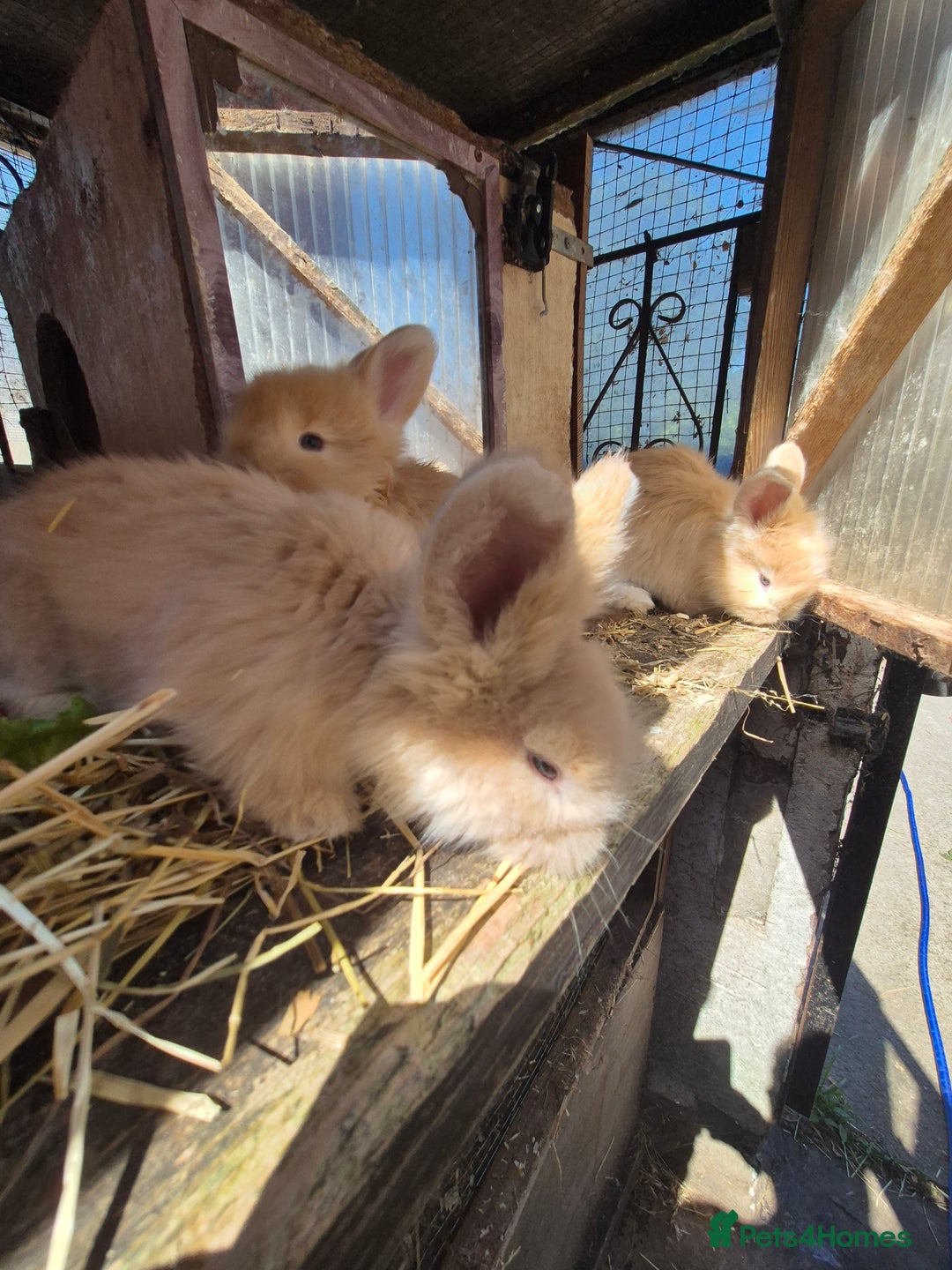 Angora rabbits for sale: Gorgeous Pedigree Full Faced Angora  - Image 17