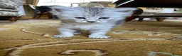 Siberian cats for sale: Siberian x Siberian Neva Masquerade Kittens - Advert 10
