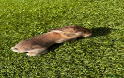 Mini Lop rabbits for sale: Mini Lops  - Image 4