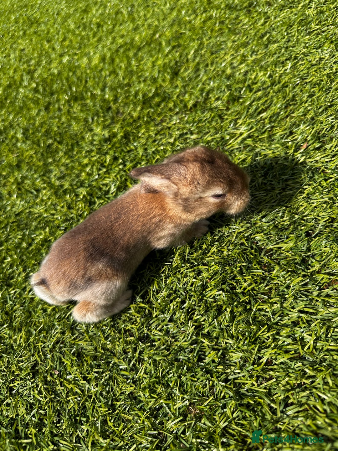 Mini Lop rabbits for sale: Mini Lops  - Image 4