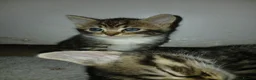 Mixed Breed cats for sale: 5 Beautiful kittens for sale - Advert 15